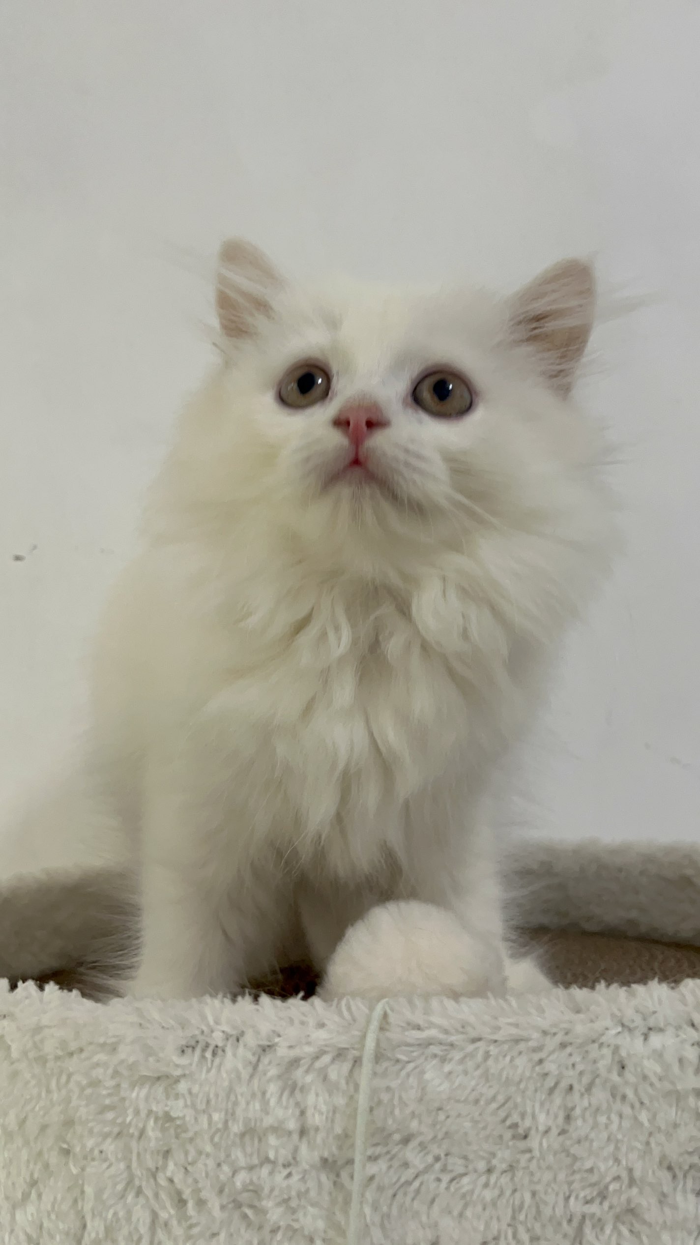 长毛纯白五粉猫妹妹